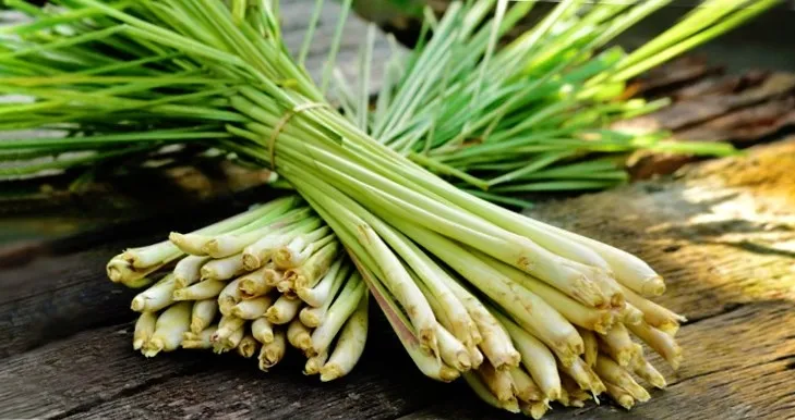 toraf-trawa-cytrynowa-01g-nazwa-lacinska-artemisia-dracunculus