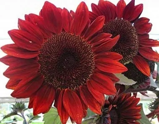 toraf-slonecznik-ozdobny-red-sun-2g-rodzaj-rosliny-sloneczniki-kod-producenta-t6656