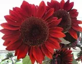 toraf-slonecznik-ozdobny-red-sun-2g-rodzaj-rosliny-sloneczniki-kod-producenta-t6656