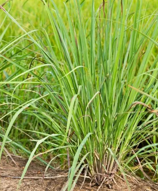 toraf-trawa-cytrynowa-01g-styl-ogrod-wiejski-cykl-rozwojowy-rosliny-wieloletnia