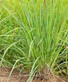 toraf-trawa-cytrynowa-01g-styl-ogrod-wiejski-cykl-rozwojowy-rosliny-wieloletnia