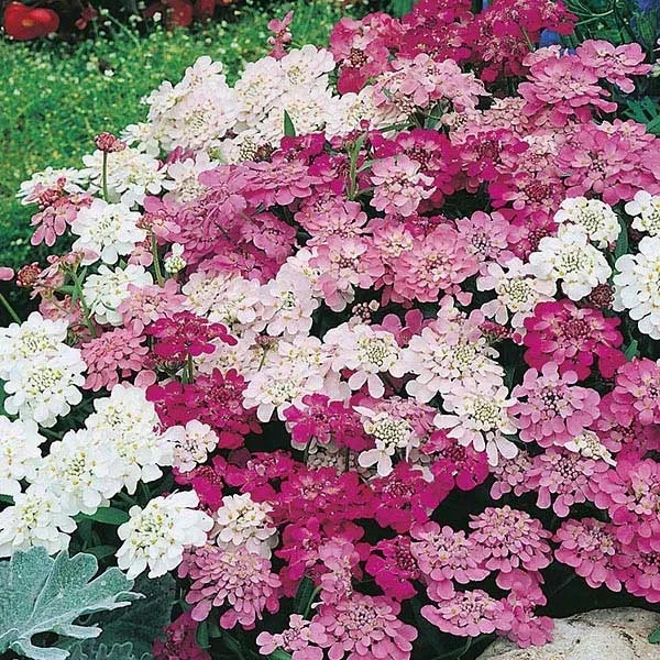 toraf-ubiorek-rozowy-05g-kod-producenta-toubio5g