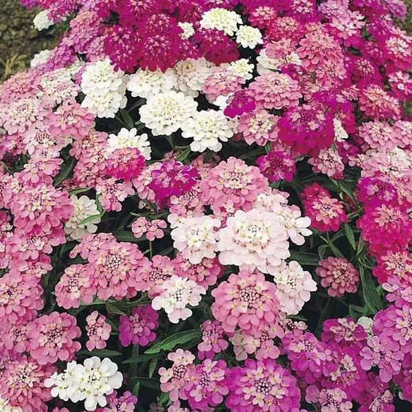 toraf-ubiorek-rozowy-05g-odmiana-ubiorek-rozowy