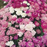toraf-ubiorek-rozowy-05g-odmiana-ubiorek-rozowy