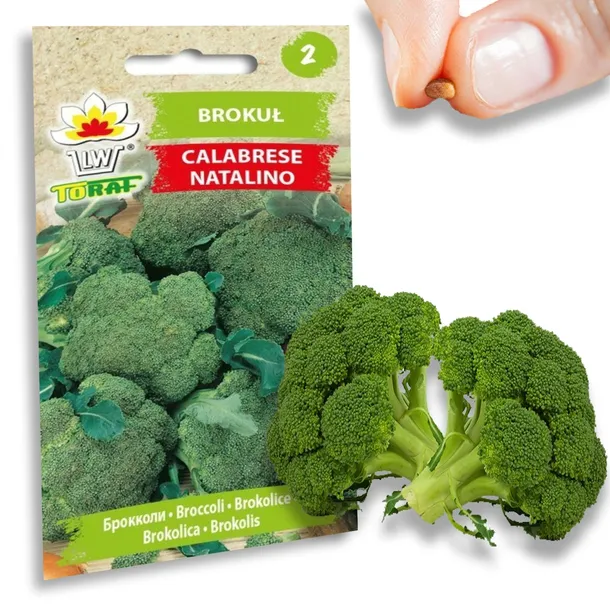 toraf-brokul-calabrese-1g-odmiana-calabrese-natalino