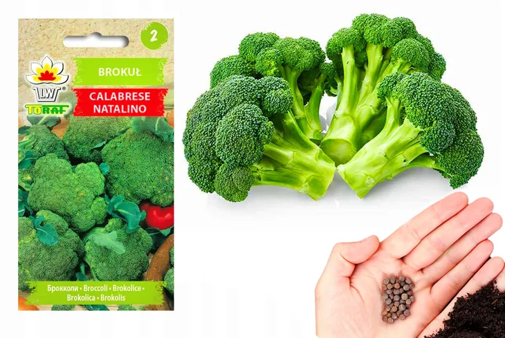 toraf-brokul-calabrese-1g-forma-nasion-tradycyjne