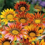 toraf-gazania-0-5g-rodzaj-rosliny-gazanie