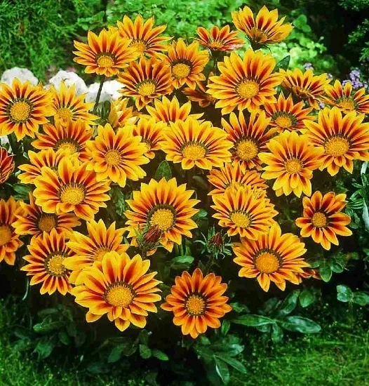 toraf-gazania-0-5g-cykl-rozwojowy-rosliny-jednoroczna