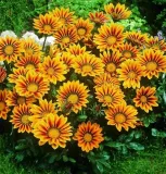 toraf-gazania-0-5g-cykl-rozwojowy-rosliny-jednoroczna