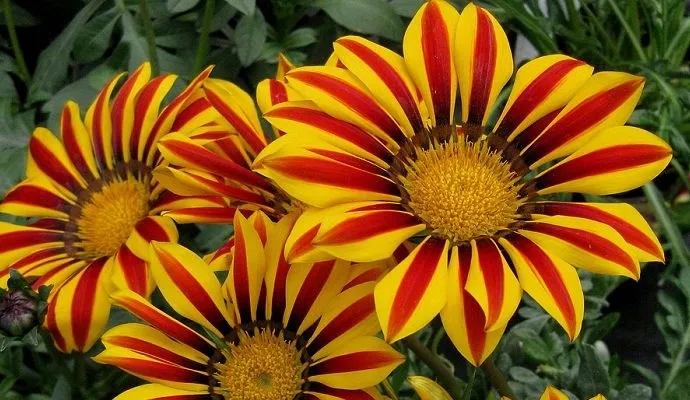 toraf-gazania-0-5g-kod-producenta-5907595501194