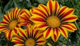 toraf-gazania-0-5g-kod-producenta-5907595501194
