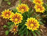 toraf-gazania-0-5g-odmiana-gazania