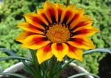 toraf-gazania-0-5g-marka-toraf