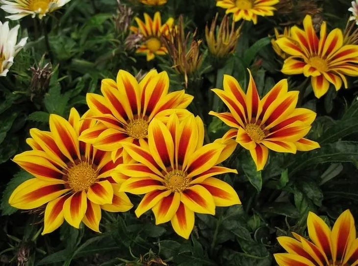 toraf-gazania-0-5g-cechy-charakterystyczne-lubiace-cien-lubiace-slonce-oczyszczajace-powietrze-owadozerne-proste-w-pielegnacji-przyjazne-dla-zwierzat-rzadko-spotykane