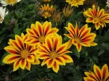 toraf-gazania-0-5g-cechy-charakterystyczne-lubiace-cien-lubiace-slonce-oczyszczajace-powietrze-owadozerne-proste-w-pielegnacji-przyjazne-dla-zwierzat-rzadko-spotykane