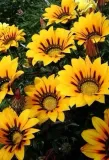 toraf-gazania-0-5g-nazwa-lacinska-gazania