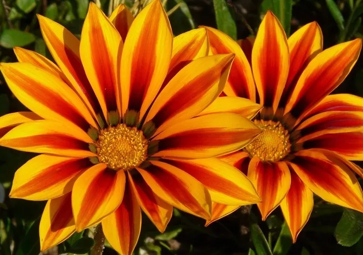 toraf-gazania-0-5g-waga-0-4-g
