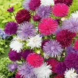 toraf-aster-igielkowy-mix-1g