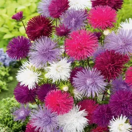 toraf-aster-igielkowy-mix-1g