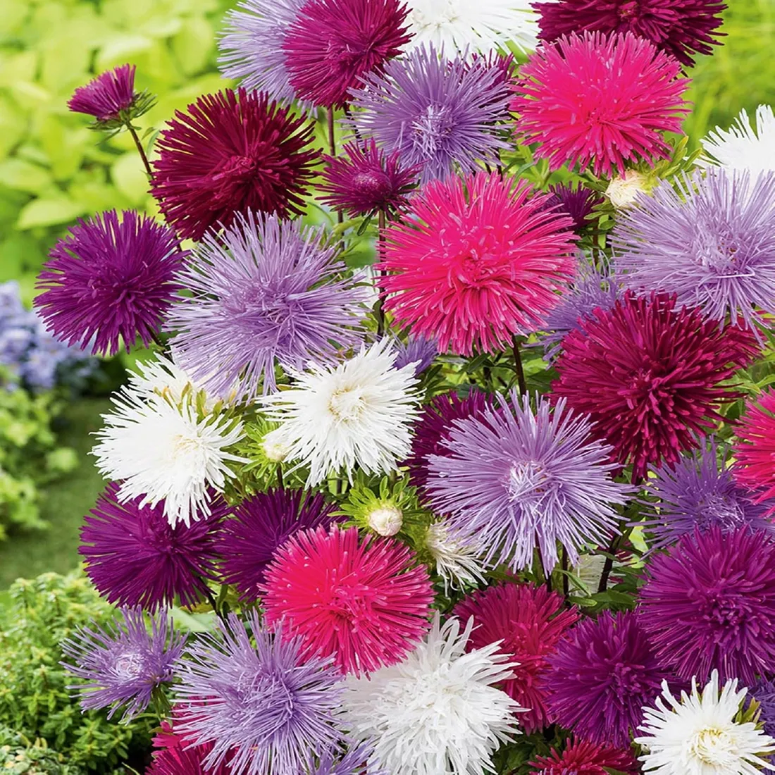 toraf-aster-igielkowy-mix-1g