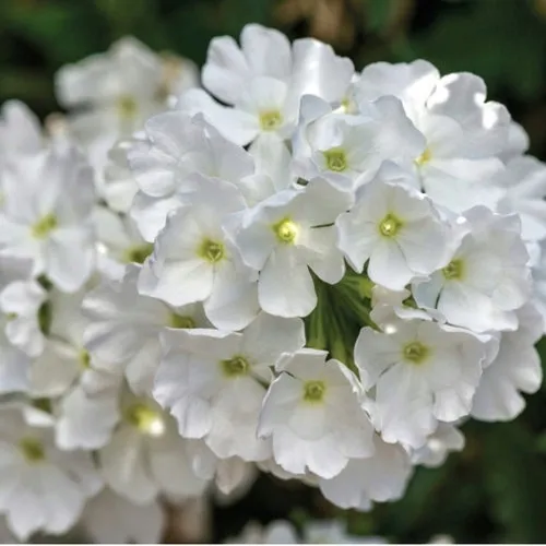 toraf-werbena-ogrodowa-03g-odmiana-werbena-ogrodowa-werbena-hybrida-mix
