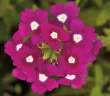 toraf-werbena-ogrodowa-03g-marka-toraf