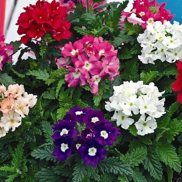 toraf-werbena-ogrodowa-03g-nazwa-lacinska-verbena-hybrida
