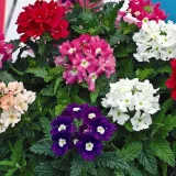 toraf-werbena-ogrodowa-03g-nazwa-lacinska-verbena-hybrida