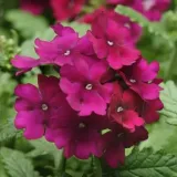 toraf-werbena-ogrodowa-03g-waga-0-3-g