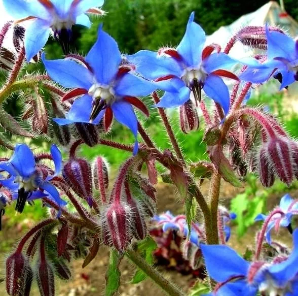 toraf-ogorecznik-2g-cykl-rozwojowy-rosliny-jednoroczna