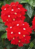 toraf-werbena-ogrodowa-03g-rodzaj-rosliny-mieszanka-roslin-kod-producenta-towerogo3g
