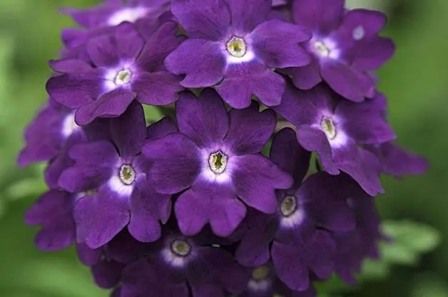 toraf-werbena-ogrodowa-03g-rodzaj-rosliny-mieszanka-roslin-odmiana-werbena-ogrodowa-werbena-hybrida-mix