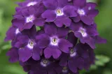 toraf-werbena-ogrodowa-03g-rodzaj-rosliny-mieszanka-roslin-odmiana-werbena-ogrodowa-werbena-hybrida-mix