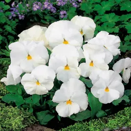 toraf-bratek-bialy-02g