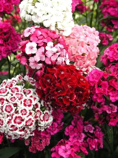 toraf-gozdzik-brodaty-mix-1g-nazwa-lacinska-dianthus-barbatus