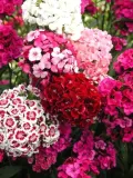 toraf-gozdzik-brodaty-mix-1g-nazwa-lacinska-dianthus-barbatus