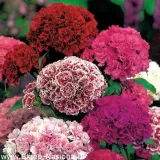 toraf-gozdzik-brodaty-mix-1g-rodzaj-rosliny-mieszanka-roslin-kod-producenta-ngbm1pt70120