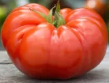 toraf-pomidor-beefsteak-05g-cykl-rozwojowy-rosliny-jednoroczna