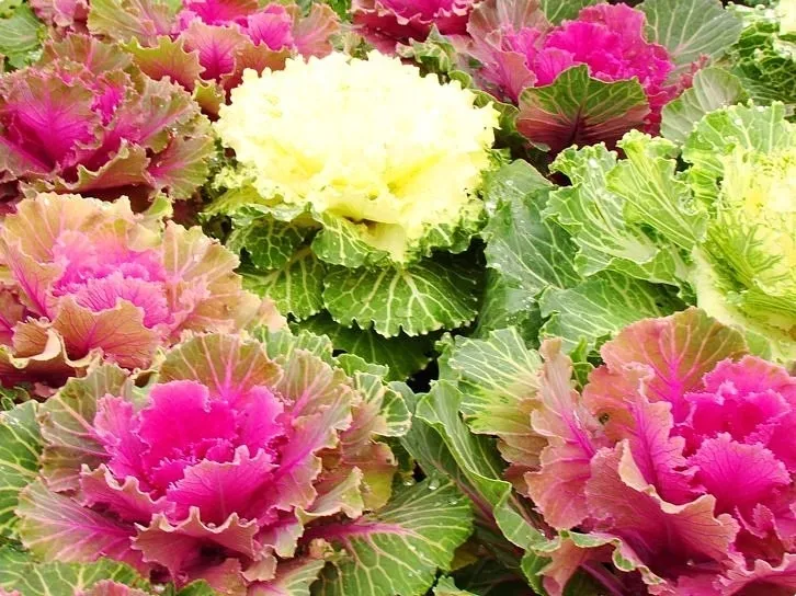 toraf-kapusta-ozdobna-mix-05g-rodzaj-rosliny-warzywa-ozdobne-styl-ogrod-japonski-ogrod-nowoczesny-ogrod-skalny-ogrod-srodziemnomorski-ogrod-wiejski