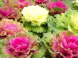 toraf-kapusta-ozdobna-mix-05g-rodzaj-rosliny-warzywa-ozdobne-styl-ogrod-japonski-ogrod-nowoczesny-ogrod-skalny-ogrod-srodziemnomorski-ogrod-wiejski