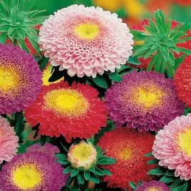 toraf-aster-ksiazecy-mix-1g