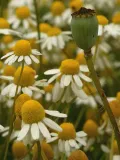 toraf-rumianek-05g-nazwa-lacinska-matricaria-chamomilla