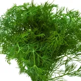 toraf-rumianek-05g-styl-ogrod-nowoczesny-ogrod-skalny-ogrod-wiejski-rodzaj-rosliny-rumianek