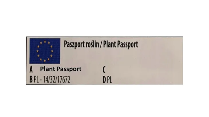 toraf-bob-karmazyn-30g-cechy-charakterystyczne-lubiace-slonce-proste-w-pielegnacji-rzadko-spotykane
