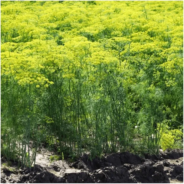 toraf-koper-lukullus-100g-kod-producenta-koper-lukullus-nasiona-100-g-duze-opakowanie