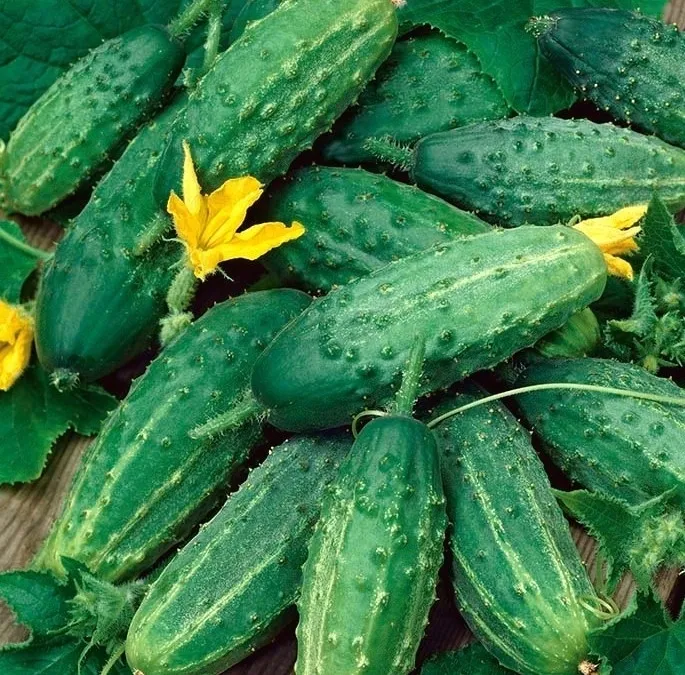 toraf-ogorek-nadusha-1g-rodzaj-rosliny-ogorek