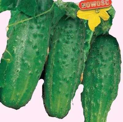 toraf-ogorek-nadusha-1g-nazwa-lacinska-cucumis-sativus