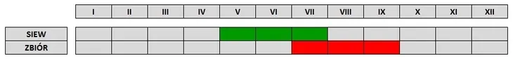 toraf-ogorek-nadusha-1g-waga-1-g