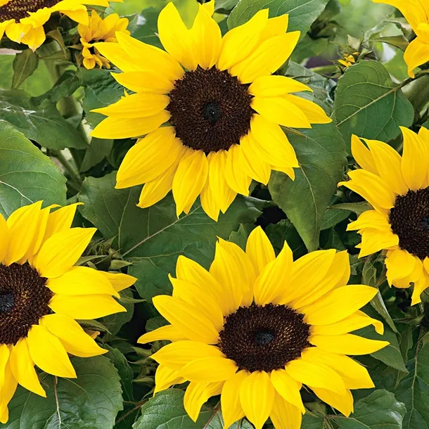 toraf-slonecznik-bambino-2g-nazwa-lacinska-helianthus-annus