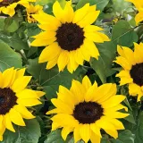 toraf-slonecznik-bambino-2g-nazwa-lacinska-helianthus-annus